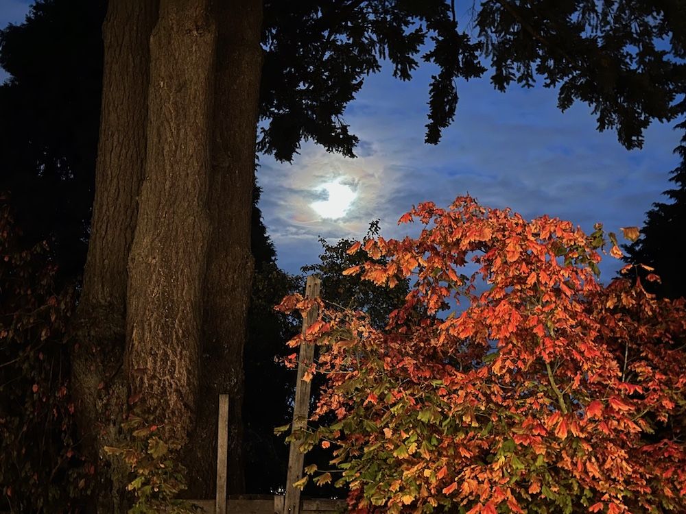 Full moon over a small maple in our backyard