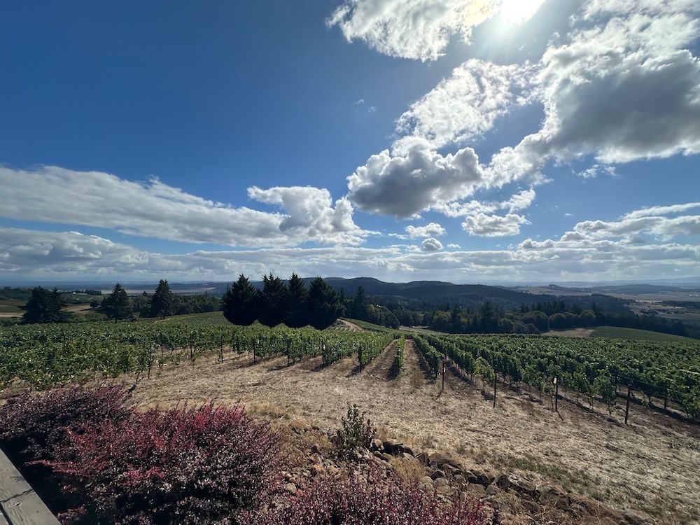 The view from Bryn Mawr Vineyards The view from Bryn Mawr Vineyards