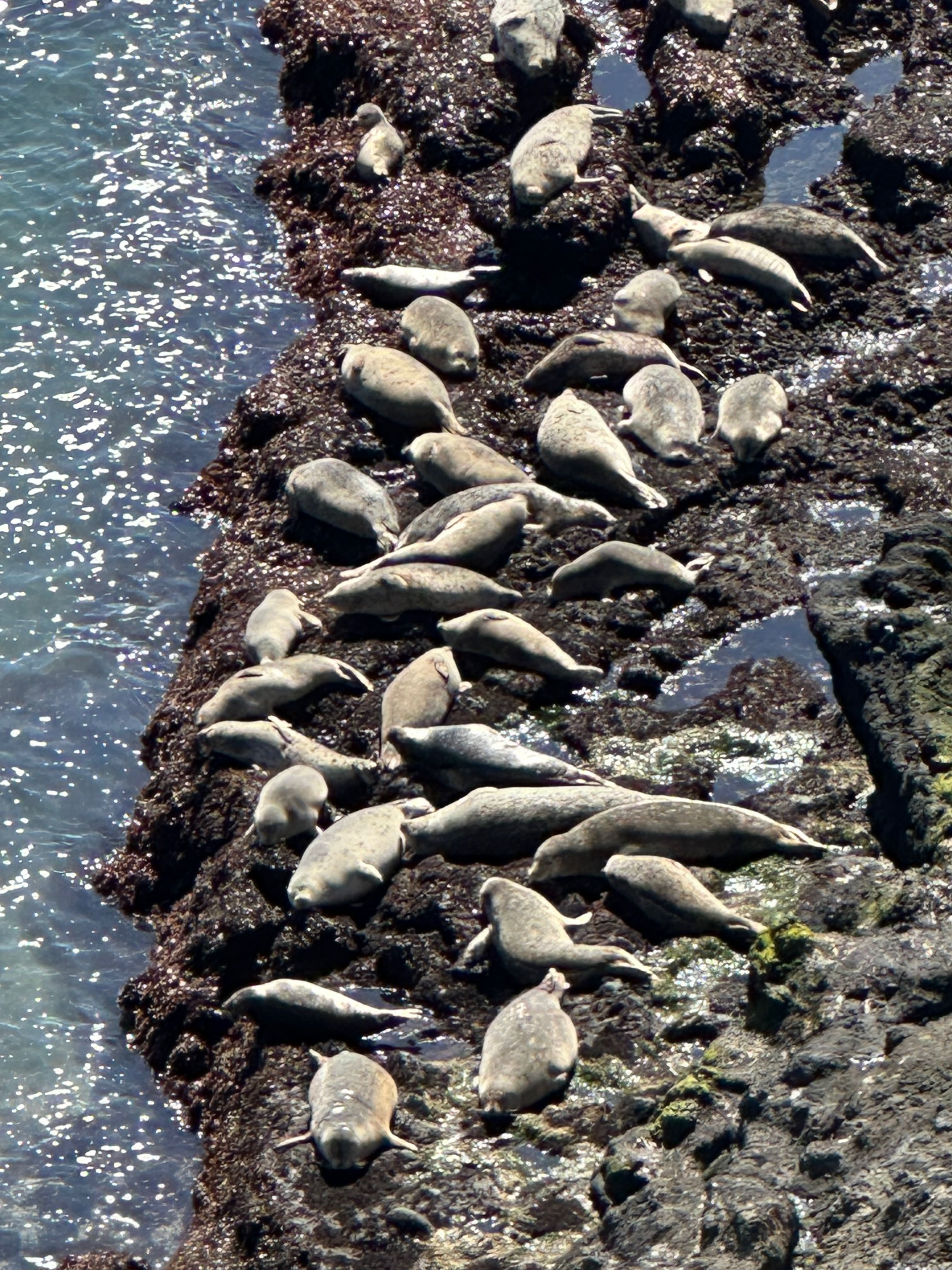 Seals sunning on thebeach off Yaquina Head Seals sunning on the beach off Yaquina Head