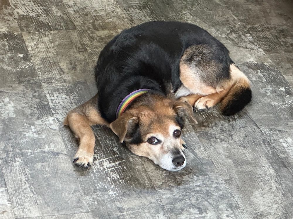One more Sammy picture, just because…