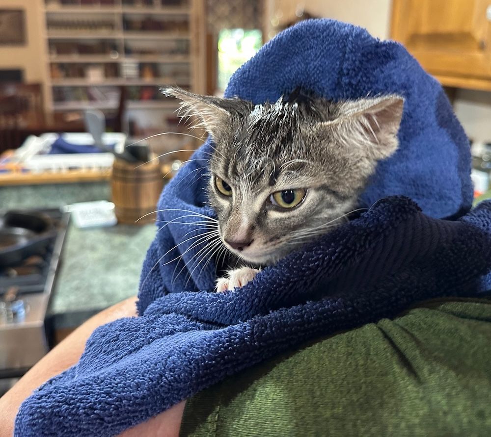 New kitty got a bath and was *not* a fan New kitty got a bath and was not a fan