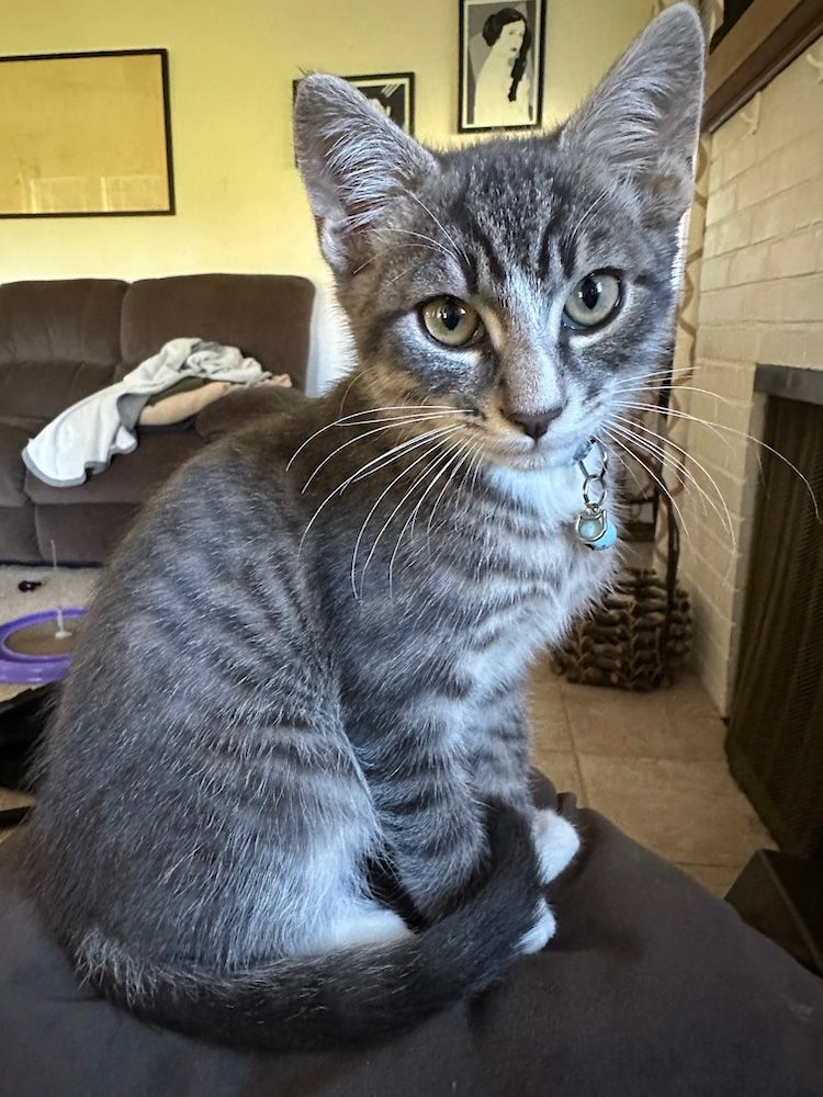 New kitty, sittin' pretty